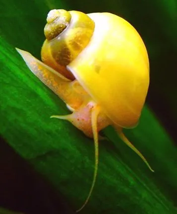 Ампулярія (лат. - Pomacea bridgesii)